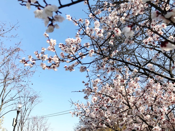 여의도 윤중로 나들이. 봄꽃축제 미리 다녀왔어요.