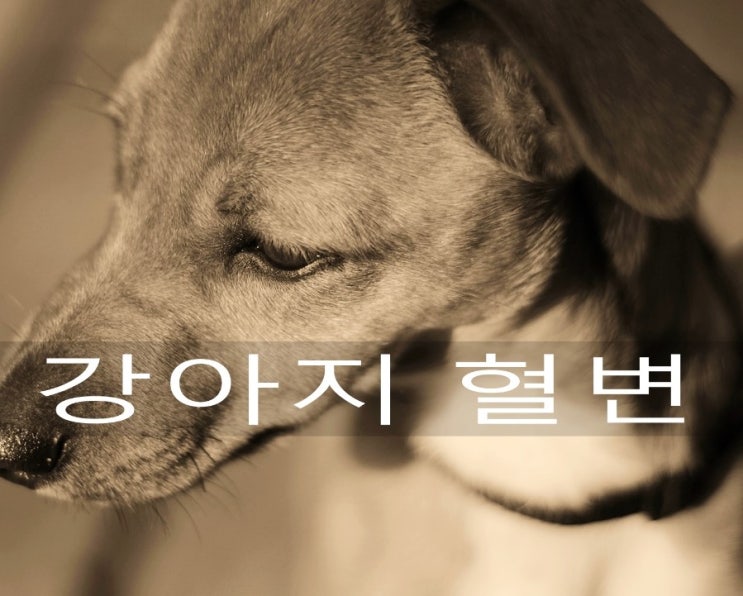  강아지 혈변 - 은평구 담은동물병원