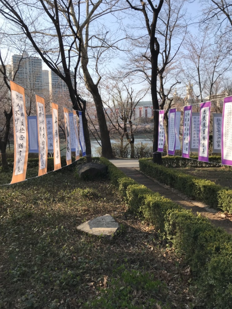  4월 석촌호수 벚꽃 지금은