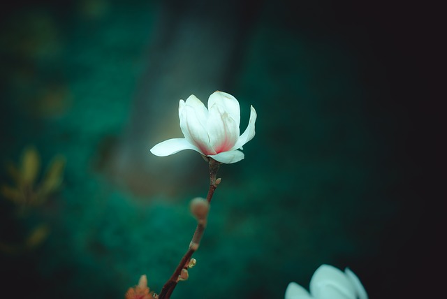  BTS 화양연화 (花樣年華)_ Map Of The Soul과 함께_ ‘목련꽃 찬가’