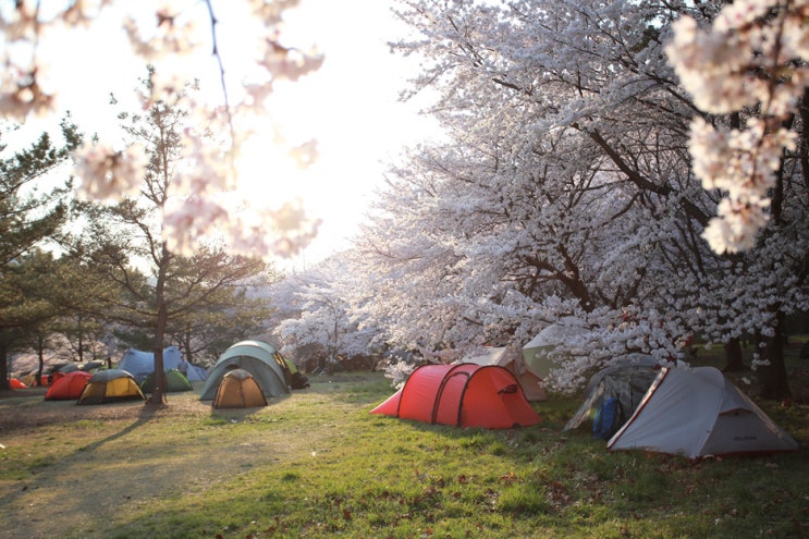경남 벚꽃 명소, 밀양 삼량진 벚꽃나무 아래에서 캠핑을... (feat. 안태호 벚꽃 산책)