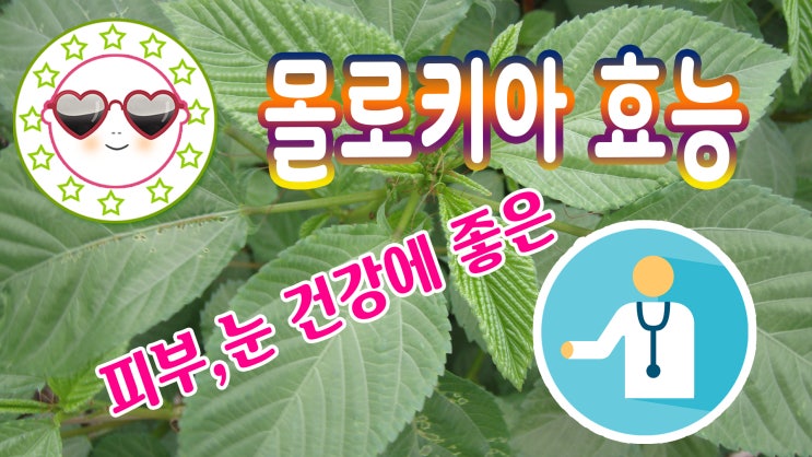  몰로키아 효능 황마 효능 콜레스테롤과 피부에 좋은 효능