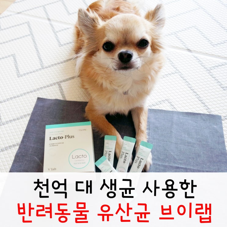  반려동물 유산균 브이랩 락토플러스 17종 생균