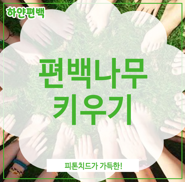  편백나무키우기, 피톤치드가 가득한!