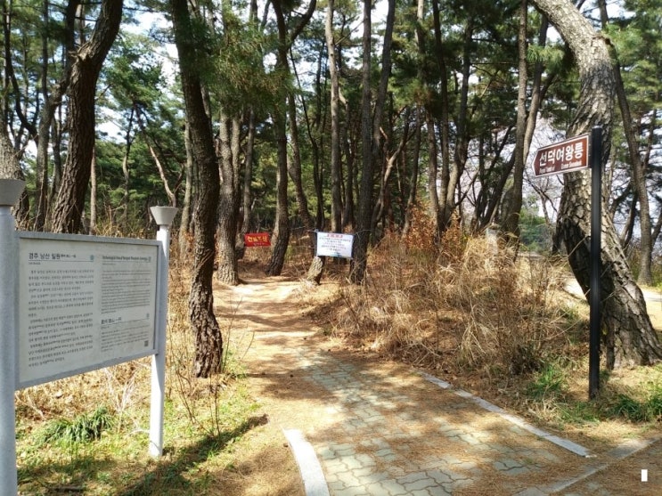  1174집 경주, 선덕여왕릉은 주변의 소나무가 울창하여서 좋고...
