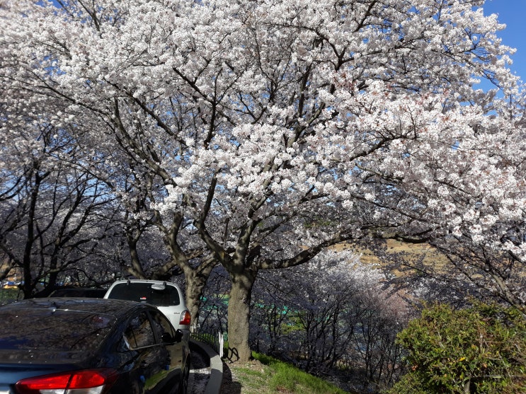 동네 벚꽃 구경