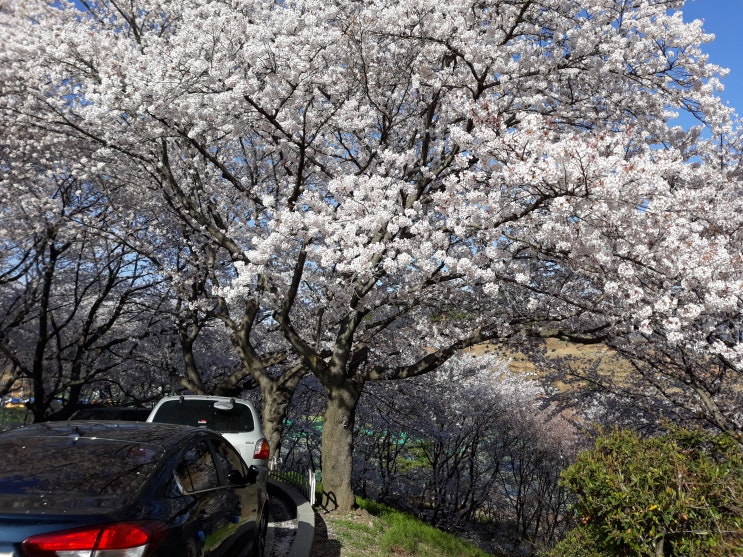  동네 벚꽃 구경