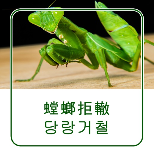  당랑거철 사자성어 이미지와 함께 보기