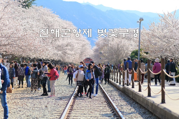  진해군항제 벚꽃 구경