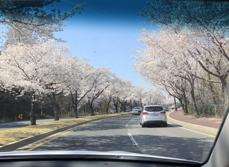 가족과 경주여행겸 벚꽃구경