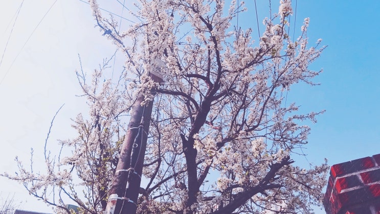  본촌 힐스테이트 2단지 둘러보기(19.4.5)