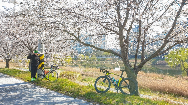  2019년 4월 4일 따스한 날씨였지만 맞바람은 싫어!!! 전주 - 군산 왕복 벚꽃 중거리 라이딩 