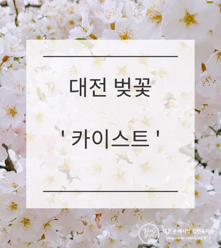 대전 '카이스트' 벚꽃_실시간 개화 상태
