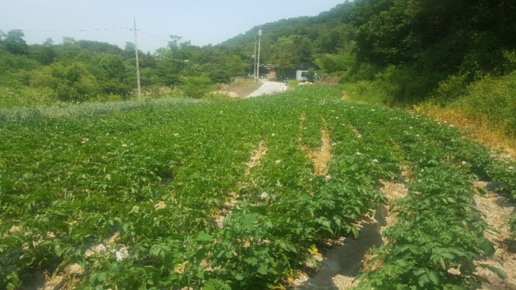  감자심는깊이