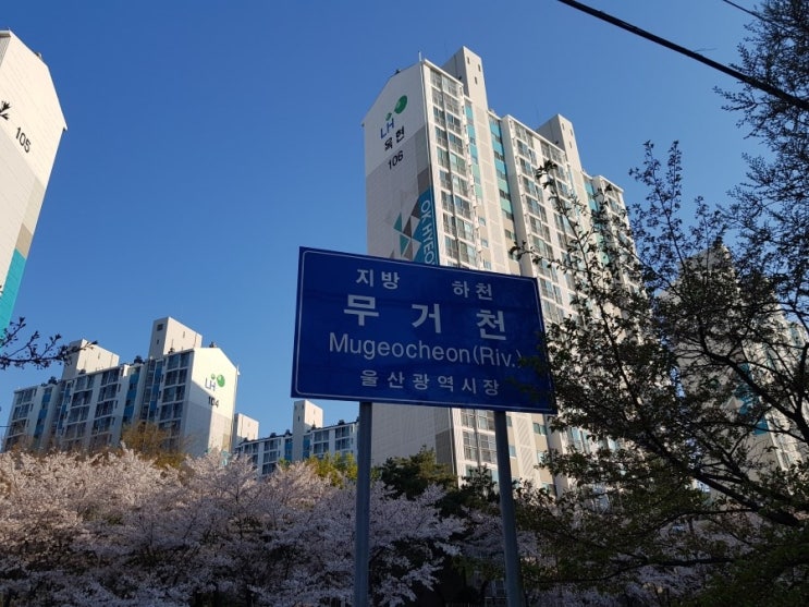  울산 무거천 궁거랑 벚꽃축제 사람 없을 때 감 낮과 밤의 무거천 벚꽃