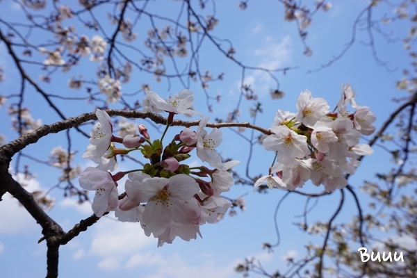 봄꽃 벚꽃 2019년 4월의 시작 우울할 땐 꽃구경