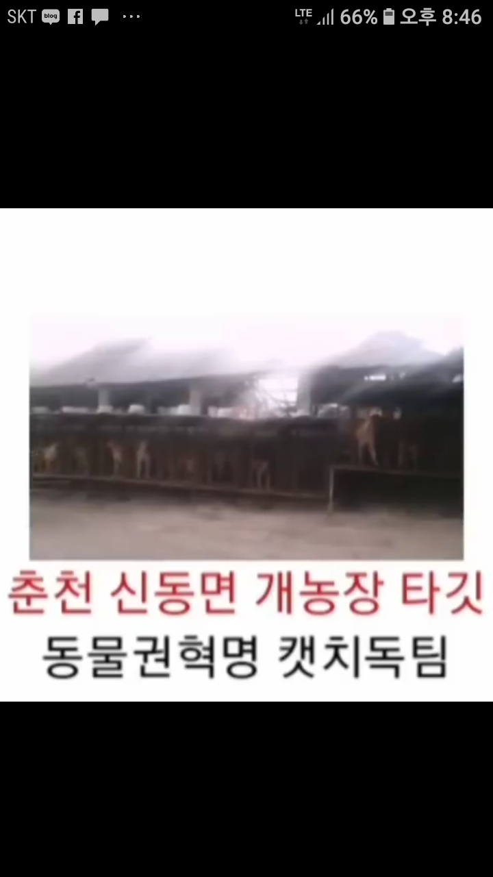  캣치독 동물권혁명 .개지옥농장현실을 마주하다. 군포.속초.춘천개농장아이들,개식용금지를 위해 행동하지 않는곳은 후원하지 마시길 부탁드립니다.