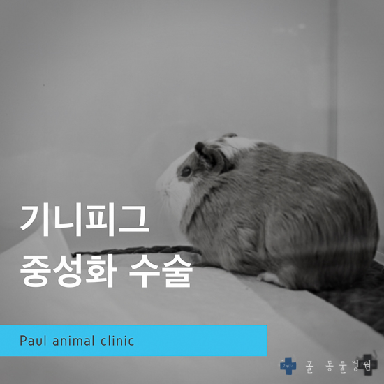  기니피그 수컷 중성화 수술, 기니피그 진료 & 성남 분당 24시 폴 동물병원