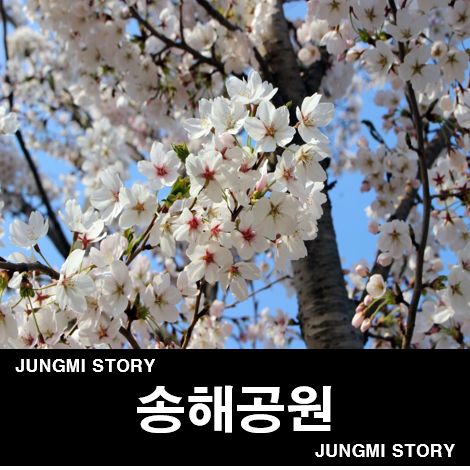 송해공원 벚꽃축제 만개한 옥연지의 봄, 여기도 예뻐!