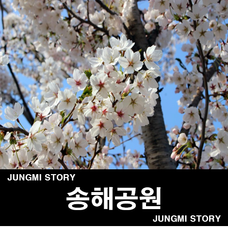  송해공원 벚꽃축제 만개한 옥연지의 봄, 여기도 예뻐!