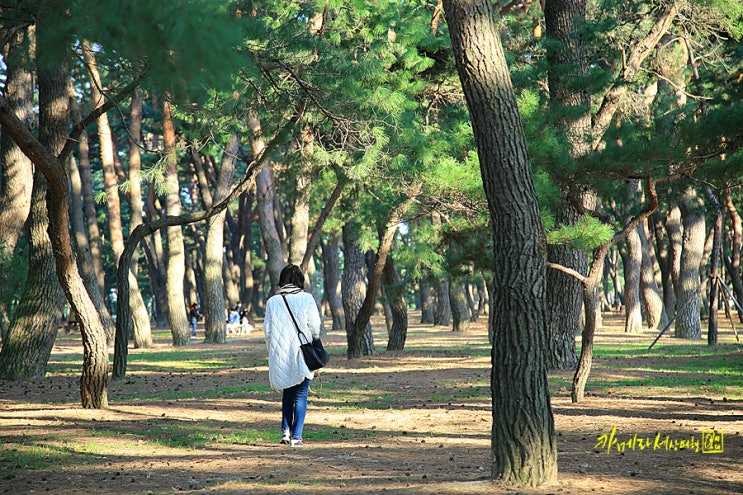  하동 여행코스 1박 2일로 떠나는 봄빛 슬로우 여행