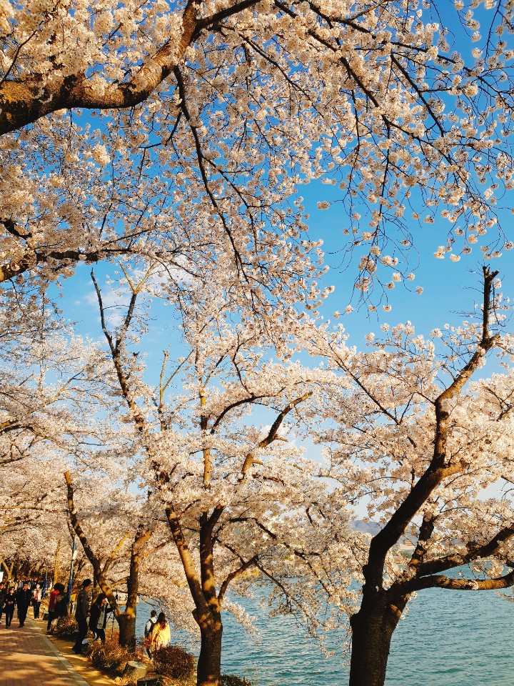  경주 보문단지 벚꽃 실시간 상황 현대호텔 벚꽃 상황