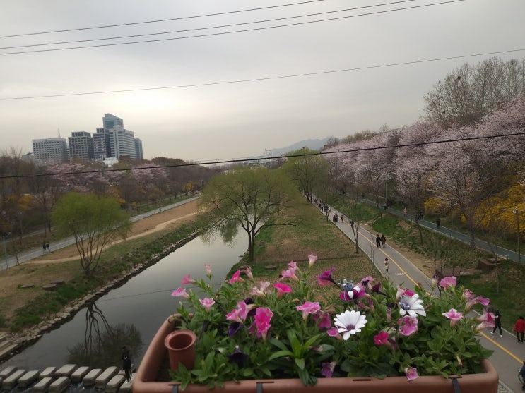 벚꽃과 개나리와 왕버들이 어울어져 환상적인 4월초의 양재천 풍경