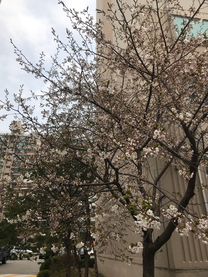  동네에도 벚꽃이