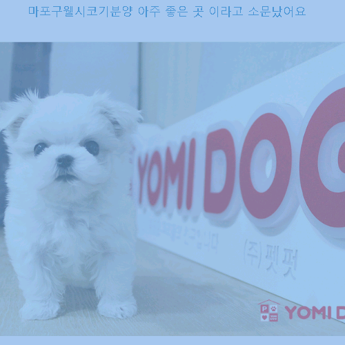  마포구웰시코기분양 아주 좋견은 곳 이라고 소문났어요