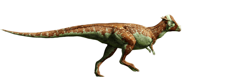 파키케팔로사우루스 와이오밍겐시스 Pachycephalosaurus wyomingensis [쥬라기 공원/쥬라기 월드 동물]
