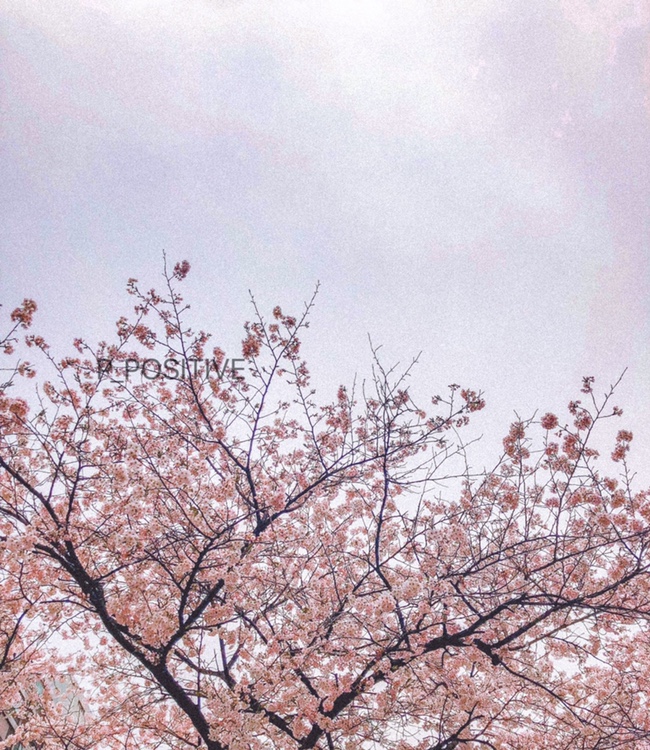  서울 벚꽃