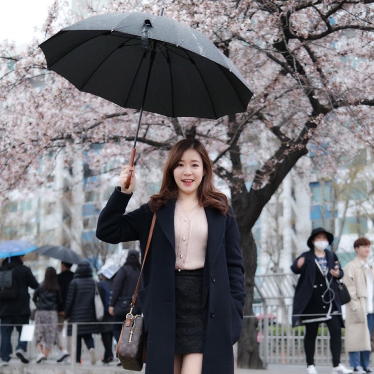  #20190406 여의도 벚꽃축제 후기(+4/7 광교호수공원 벚꽃 상황)