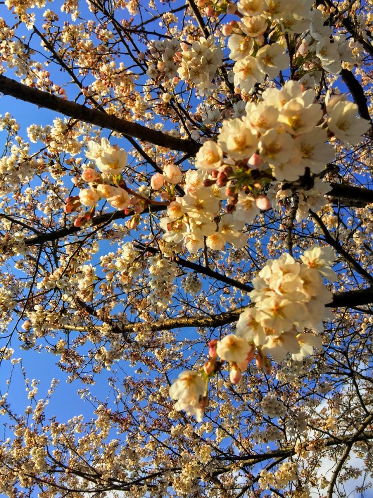 (봄봄봄) 봄에 내리는 하얀 눈 - 벚꽃