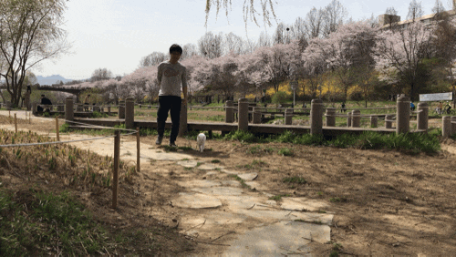 벚꽃축제  - 양재천 200% 즐기고 온 산책 고양이
