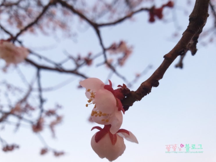  인천대공원 벚꽂나들이 &  은행나무집 모두부