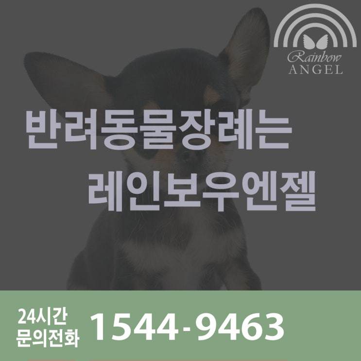 동작구 관악구 금천구 강아지장례 반려동물장례[레인보우엔젤]고양이장례식장
