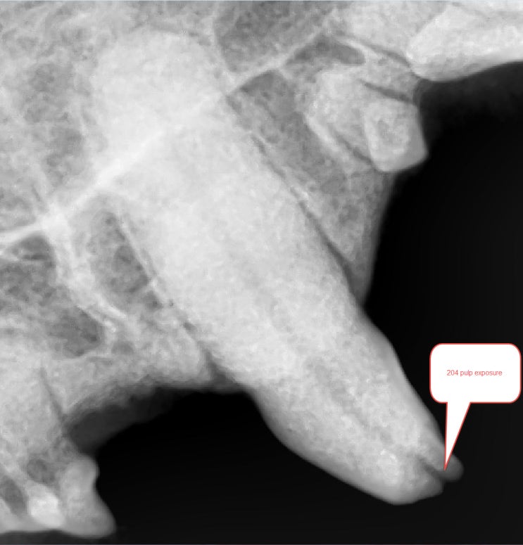  광주 고양이 치과 - 강아지, 고양이 치아 골절( Animal Tooth Fracture) - 치수 절단술(Vital Pulpotomy) 및 스케일링 과정