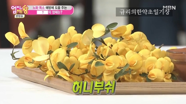  피부 노화에 좋은 음식 허니부쉬 효능