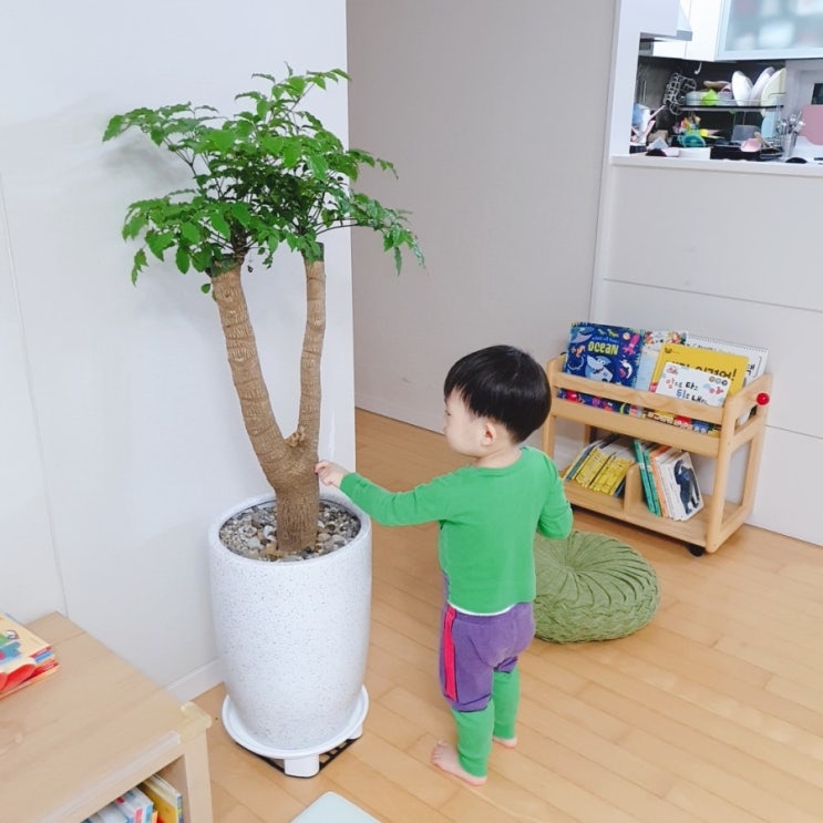  해피트리 들였어요+_+ 남사 화훼단지, 해피트리 고르기!