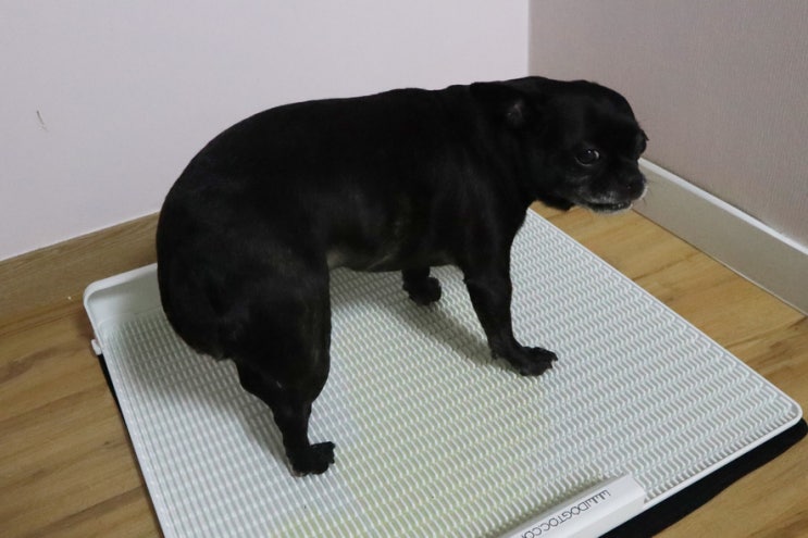  강아지패드가 필요없는 배변판 독톡