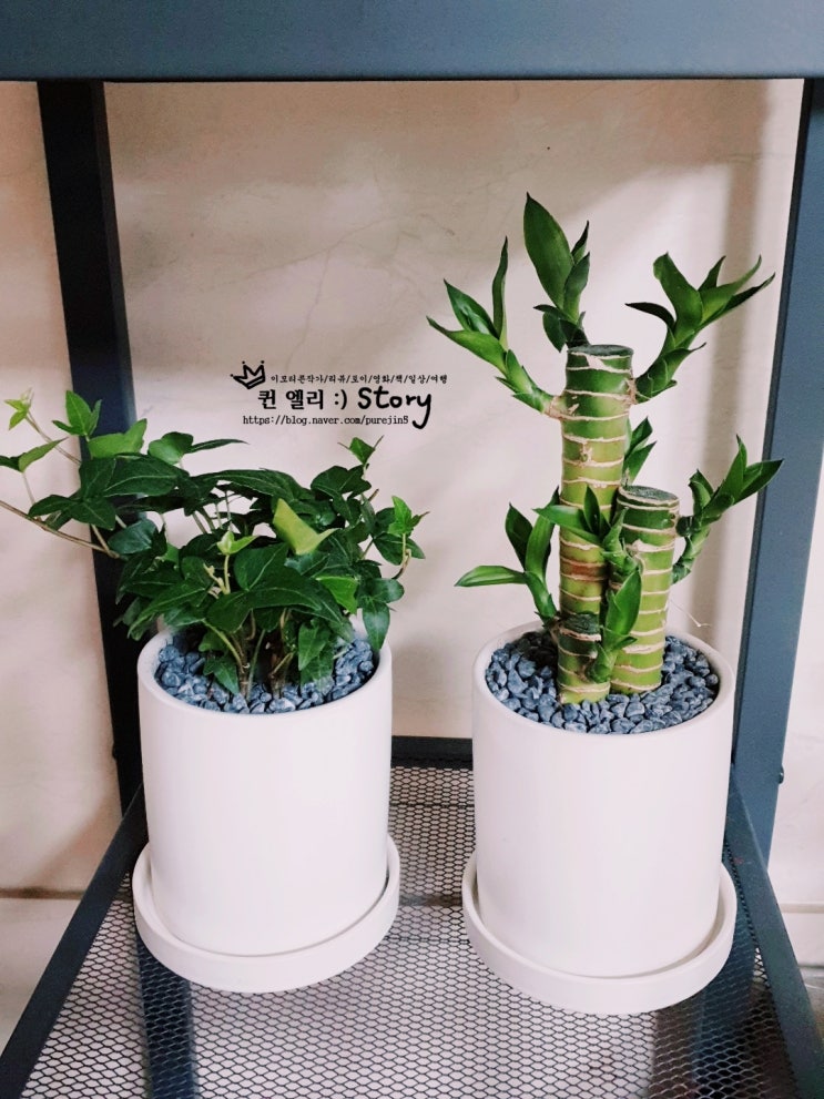  식목일을 맞이하여 미니화분 들였어요^^