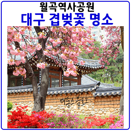  대구겹벚꽃명소.월곡역사공원 개방일정