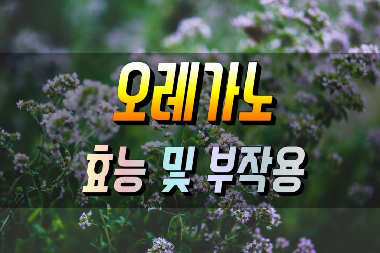 천연항생제 오레가노 효능과 부작용, 먹는법 등