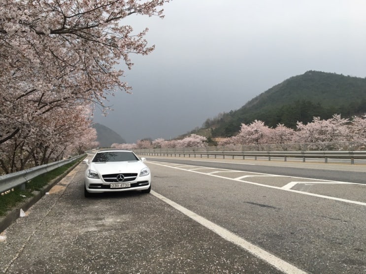  감탄을 금치 못했던 구례의 벚꽃길 (동해벚꽃로 17번 19번 국도 구례군 섬진강 벚꽃길)