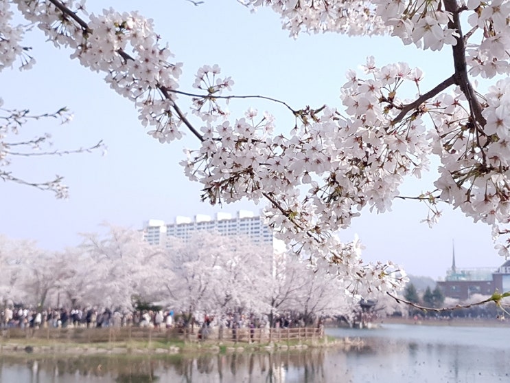  광주 벚꽃) 이 나무가 뭐길래?