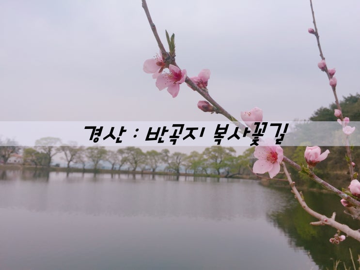 경산 : 반곡지 복사꽃길, 신랑과 데이트했어요.