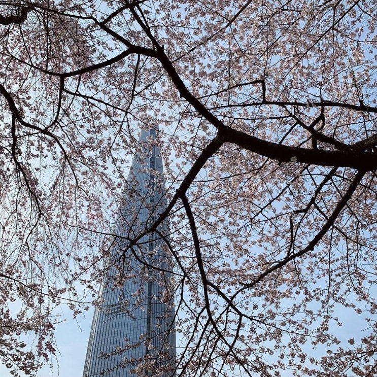 #20190407 잠실 석촌호수 벚꽃축제 후기, 주차 꿀팁