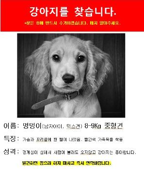  반려견 잃어버렸을 때  대처법