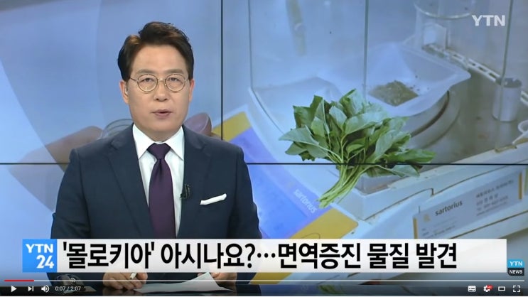  #몰로키아 #몰로키아 재발견 #약초농부 #천삼다초
