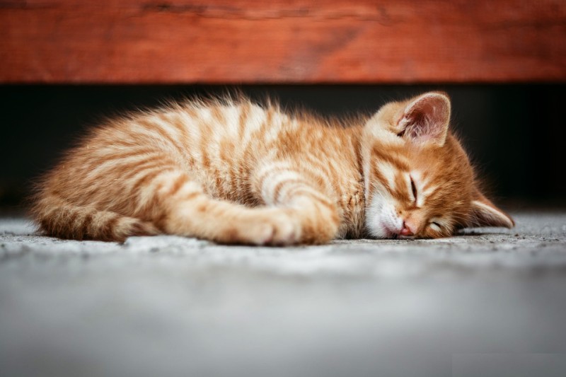 고양이 수면시간 얼마나 자는게 정상일까? : 네이버 블로그